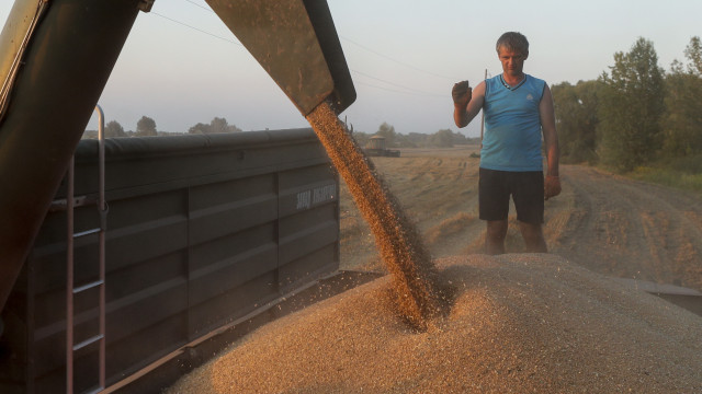 A farmer watches as a combined harvester pours grain on a truck in a field near Kyiv, Ukraine, 04 August 2023